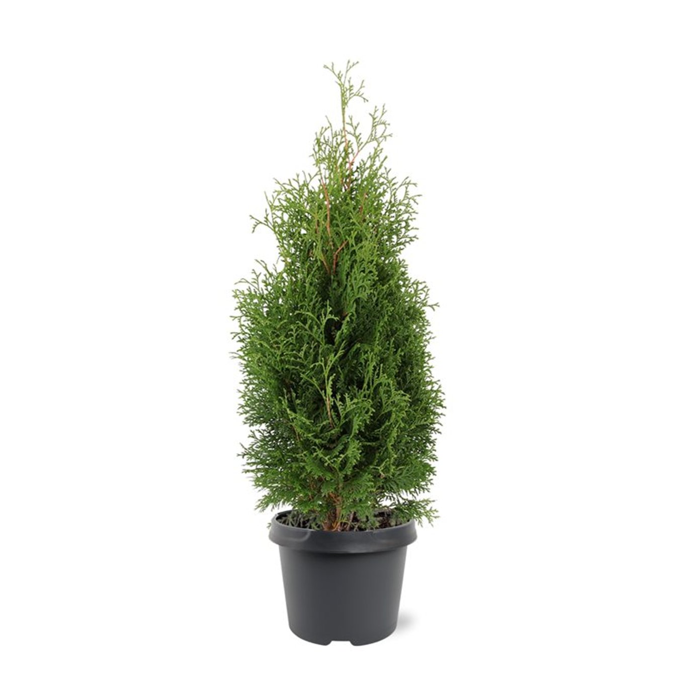 Thuja occ. 'Holmstrup' - C3 40-50 CM